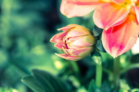 colorful bud on green backgroundの写真素材