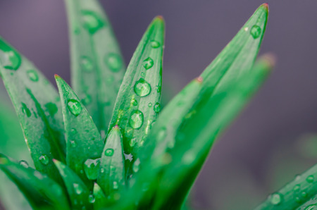 water drop on green leafの写真素材