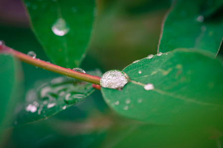 water drop on green leafの写真素材
