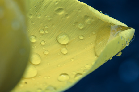water drop on yello petal imageの写真素材