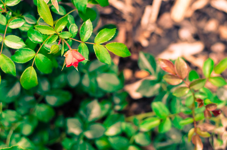 bud of pink rose flower imageの写真素材