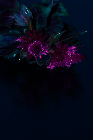 funeral design card with purple flowerの写真素材