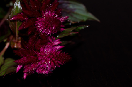 funeral design card with purple flowerの写真素材