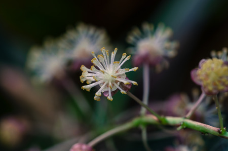 white yellow flower on dark backgroundの写真素材
