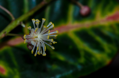 white yellow flower on dark backgroundの写真素材
