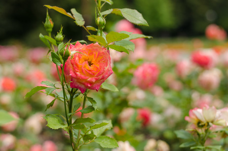 bud of orange rose flower imageの写真素材
