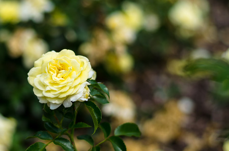 blossoming yellow  rose flower imageの写真素材