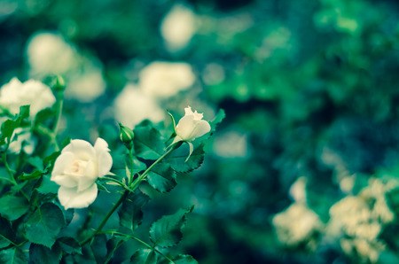bud of white rose flower imageの写真素材
