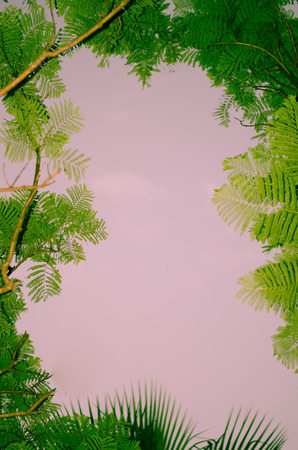 frame of green leaves and blue skyの写真素材