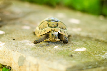 brown turtle reptile animal imageの写真素材