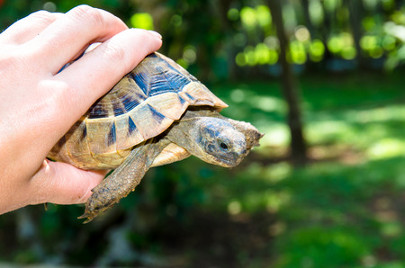 brown turtle reptile animal in handの写真素材
