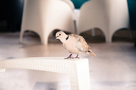 pigeonの写真素材