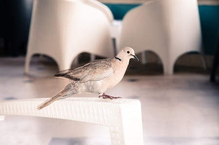 white pigeon sitting on chair retro filtered effectの写真素材