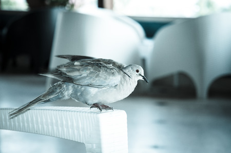 white pigeon sitting on chair retro filtered effectの写真素材
