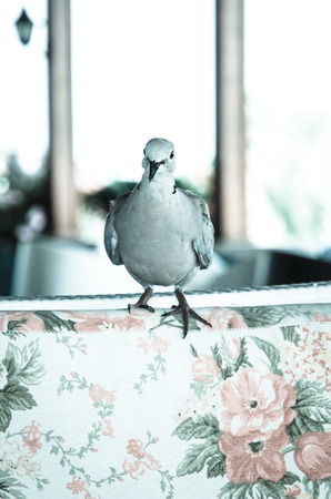 white pigeon sitting on chair retro filtered effectの写真素材