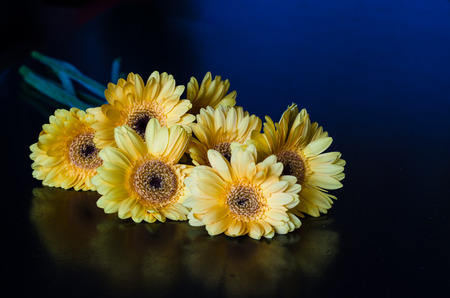 group of yellow gerbera flowers on dark backgroundの写真素材
