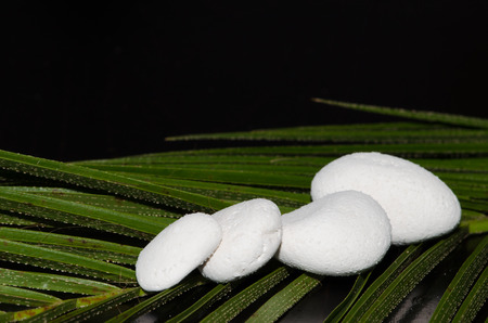 white stones on palm leafの写真素材