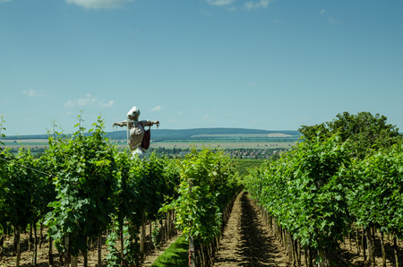 green vineyard on spring timeの写真素材