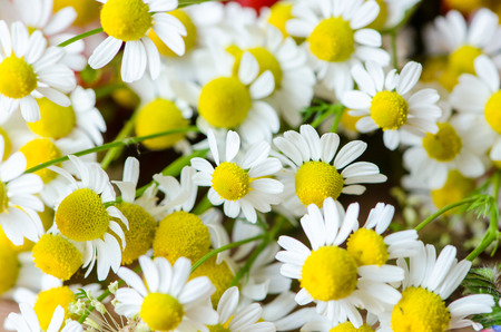 group of camomile flower imageの写真素材