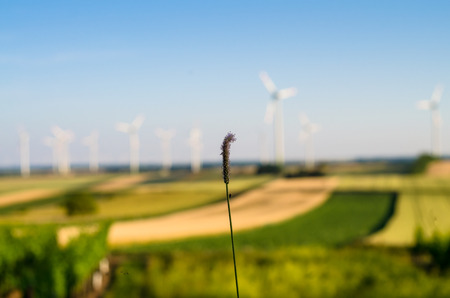 rye field and vineyard landscape imageの写真素材