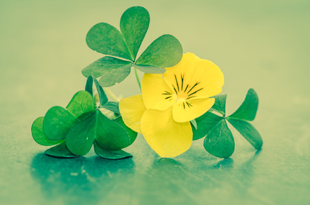 yellow flower and green leavesの写真素材