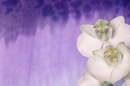 white orchid flower over purple backgroundの写真素材