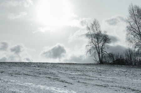 winter scene with field and treesの写真素材