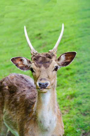 young deer on green backgroundの写真素材
