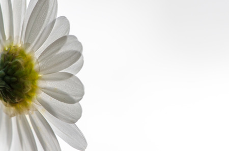 detail of white daisy on white backgroundの写真素材