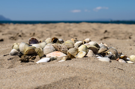 group of sea shells on the sand on beachの写真素材