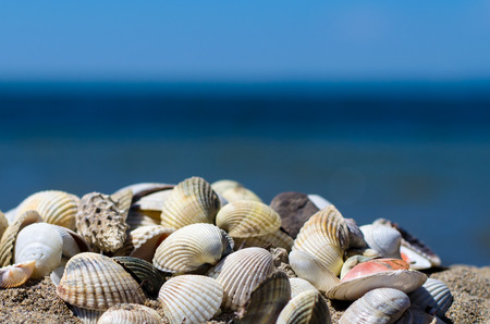 group of sea shells on the beachの写真素材
