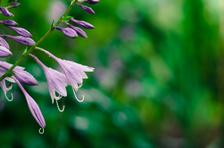 detail of violet flower on green backgroundの写真素材