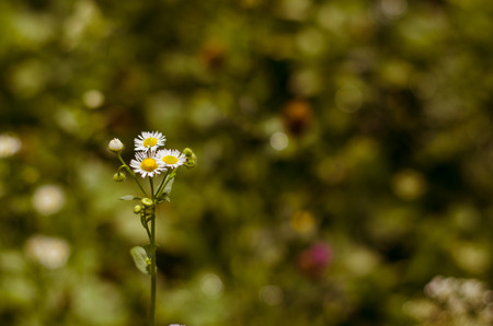 detail of chamomile  flower on green background