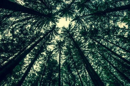 high trees in green forrestの写真素材