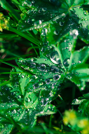 green plant and water dropsの写真素材
