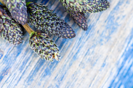 detail of plantain image backgroundの写真素材