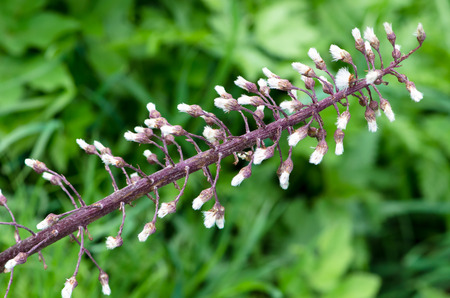 white flower on green backgroundの写真素材