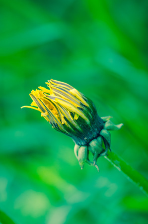 closed yellow dandelion flower on green backgroundの写真素材