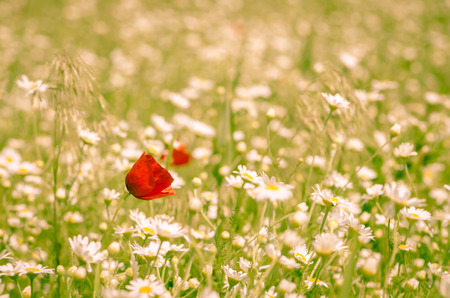 red corn poppy in floral  meadow