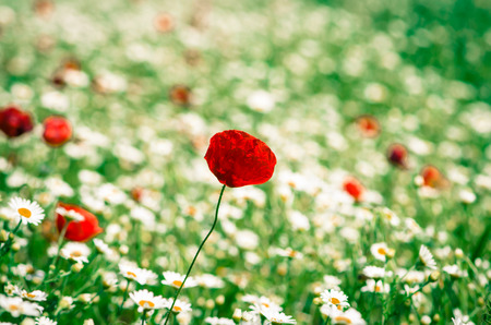 red corn poppy in floral  meadowの写真素材