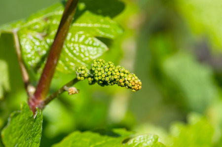young grape on green blured backgroundの写真素材