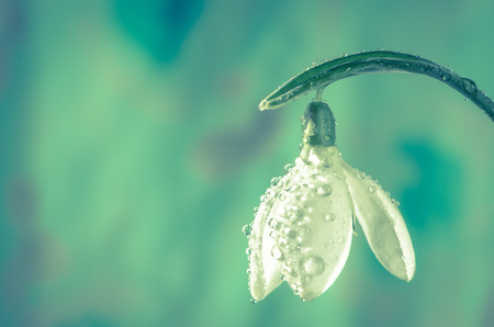 detail of white snowdrop flower over blue backgroundの写真素材