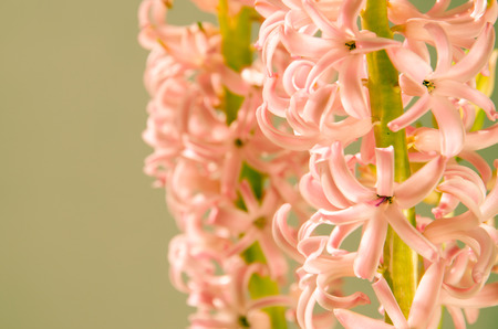 detail of pink hyacinth flowerの写真素材