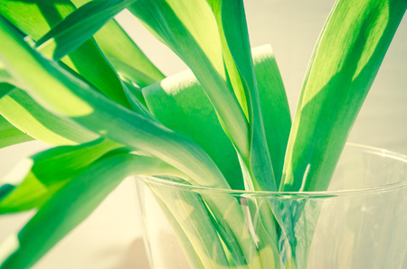 detail of green leaves in vase