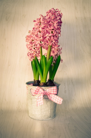 pink hyacinth flower in potの写真素材