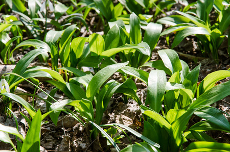 green wild garlic meadow in woodsの写真素材