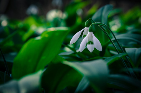 white snowdrops in spring meadowの写真素材