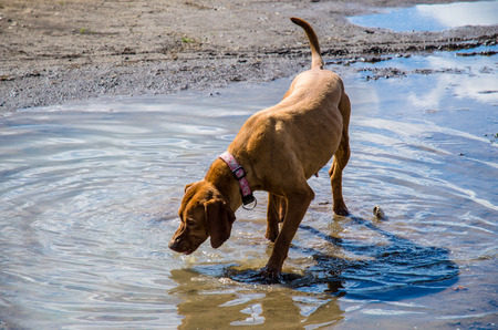 Hungarian hunting-dog in water splashの写真素材