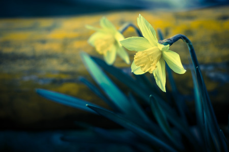 Two yellow daffodil flowers filtered effectの写真素材