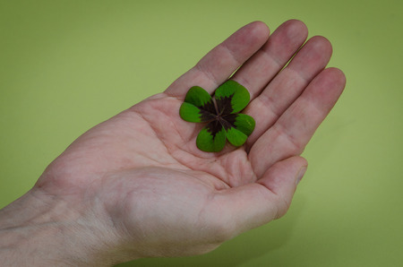 Detail of green clover plant in human handの写真素材